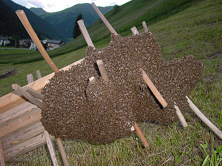 Bienenschwarm macht Zwischenstopp Bienenschwarm macht Zwischenstopp