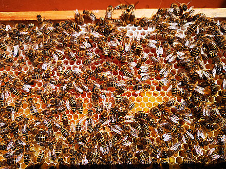 Frisch eingetragener Honig Frisch eingetragener Honig