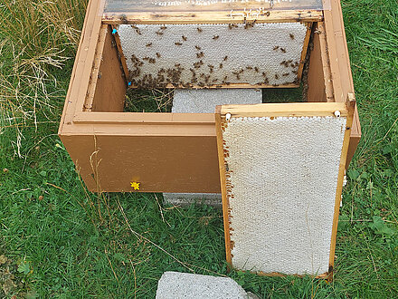 Schleuderreife Honigwabe Schleuderreife Honigwabe